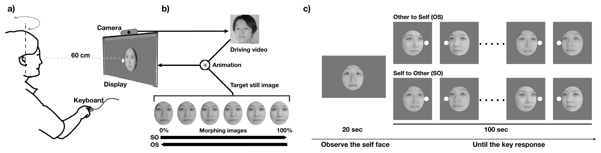 Left: a participant 60 cm from a display with a camera, turning their head and holding a keyboard. Middle: the camera video drives the animation of a series of morphing images from 0% to 100%. Right: after 20 seconds of the self face, the face morphs from other to self or from self to other until the key press