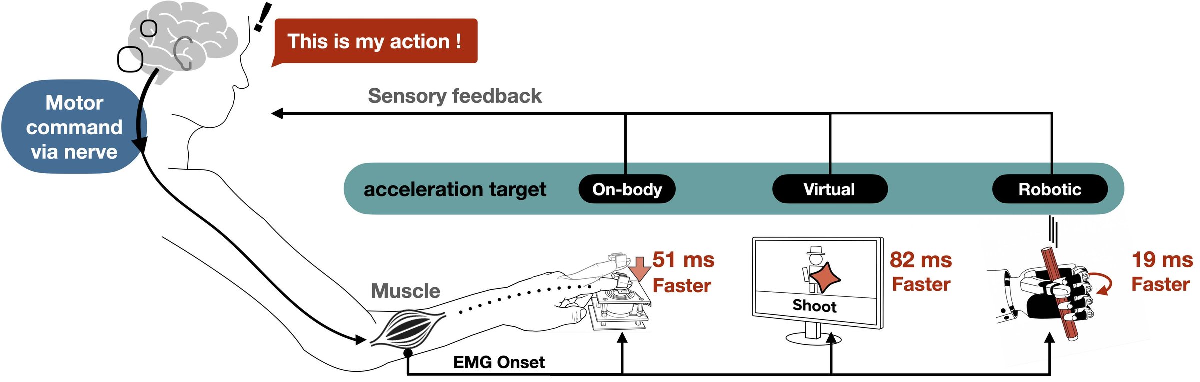 A voluntary motor command travels from the brain to the forearm muscle; EMG onset triggers on-body, virtual and robotic actions 51 ms, 82 ms and 19 ms faster